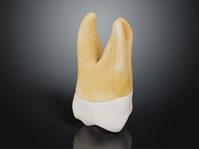 Detailed Human Tooth Model With Crown And Root Structure For Dental Education 3d model