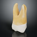 Detailed Human Tooth Model With Crown And Root Structure For Dental Education 3d model