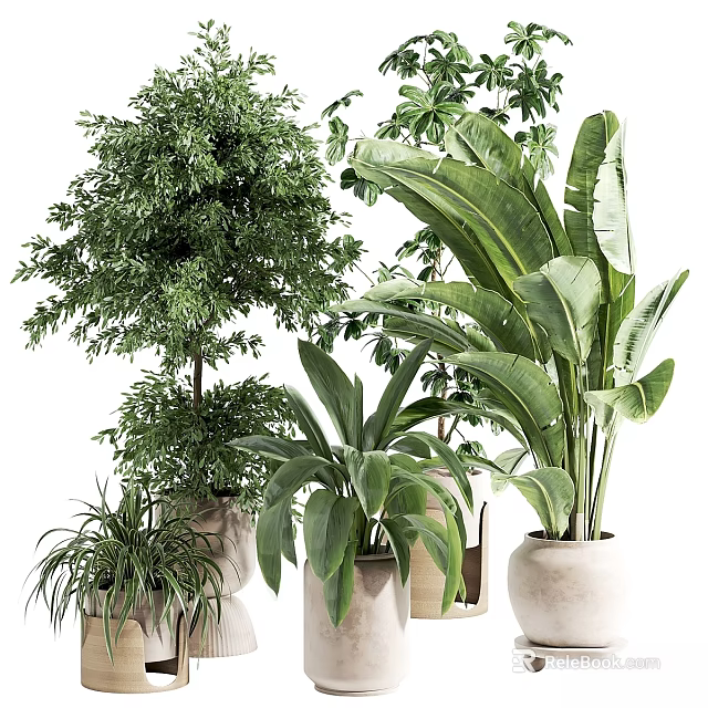 Indoor Decorative Plant Arrangement With Various Green Plants And Neutral Ceramic Pots 3d model 