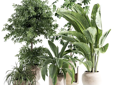 Indoor Decorative Plant Arrangement With Various Green Plants And Neutral Ceramic Pots 3d model