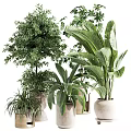 Indoor Decorative Plant Arrangement With Various Green Plants And Neutral Ceramic Pots