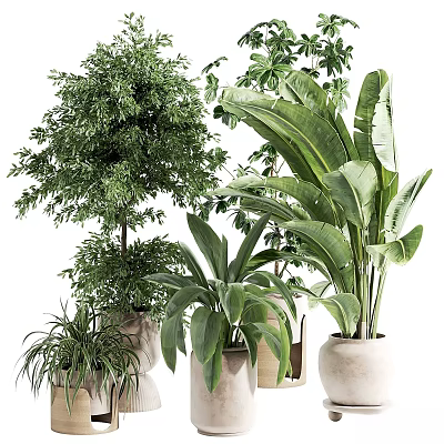 Indoor Decorative Plant Arrangement With Various Green Plants And Neutral Ceramic Pots 3d model