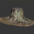 Tree Stump With Green And Pink Moss And Exposed Roots On Natural Ground