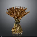 Golden Wheat Ears Bunch Tied With Green String On Dark Background