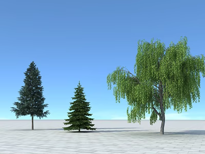 Tall and Short Pine Trees with Weeping Willow under Blue Sky on White Ground 3d model