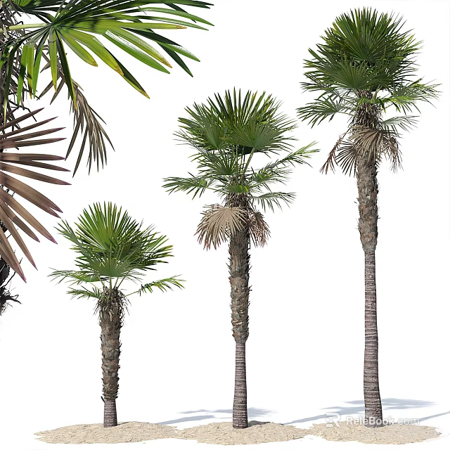 Potted Palm Trees In Various Sizes With Green Fronds And Textured Trunks On White Background 3d model 