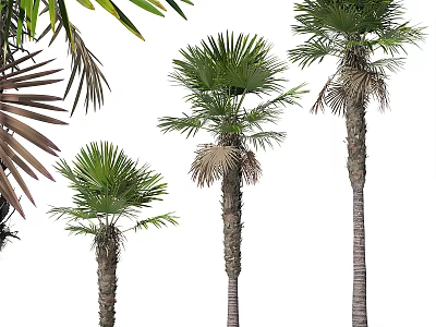 Potted Palm Trees In Various Sizes With Green Fronds And Textured Trunks On White Background 3d model