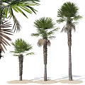 Potted Palm Trees In Various Sizes With Green Fronds And Textured Trunks On White Background