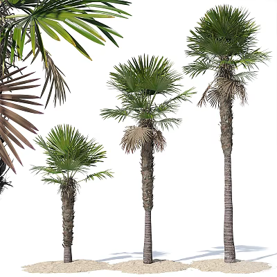 Potted Palm Trees In Various Sizes With Green Fronds And Textured Trunks On White Background 3d model