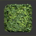 Lush Green Cube Shaped Plant Hedge With Dense Foliage And Trimmed Leaves