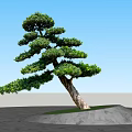 Unique Shaped Arbor Tree With Curved Trunk And Lush Green Foliage On Grassy Mound