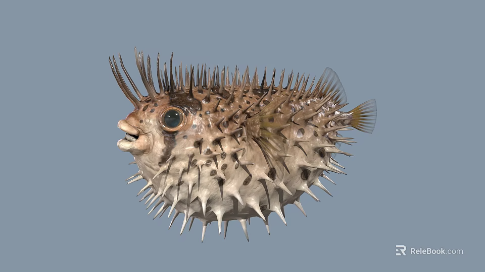 Spiky Puffer Fish Marine Life With Open Mouth And Large Eyes 3d model 