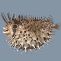 Spiky Puffer Fish Marine Life With Open Mouth And Large Eyes