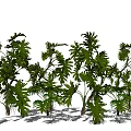 Lush Tropical Green Plants With Large Leaves And Vibrant Foliage For Garden