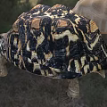 leopard print turtle leopard turtle leopard print turtle animal 3d model