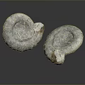 Chi chrysanthemum stone ancient fossil stone chrysanthemum fossil items 3d model