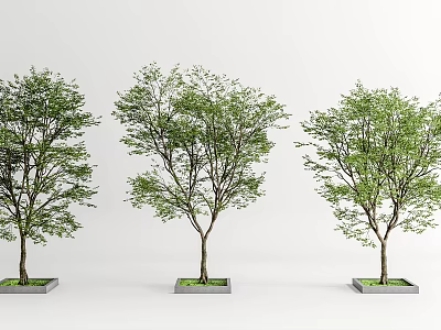 Modern Tree Planters With Three Lush Green Trees In Landscape Design 3d model