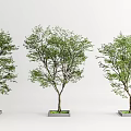 Modern Tree Planters With Three Lush Green Trees In Landscape Design 3d model