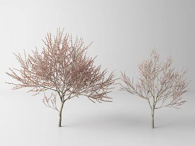 Two Deciduous Trees With Pink Blossoms On Slender Branches White Background 3d model