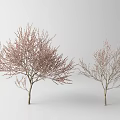 Two Deciduous Trees With Pink Blossoms On Slender Branches White Background