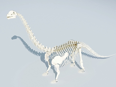 Long Neck Dragon Skeleton 3d model