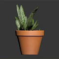 Spotted Green Succulent Plant With Long Pointed Leaves In Terracotta Pot For Indoor Decor