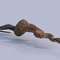Detailed Brown Coiled Snake With Pattern On Light Background As Reptile Example 3d model
