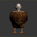 Brown Duck With White Head Black Wing Patch And Orange Feet Standing On Dark Background