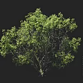 Lush Green Arbor Tree With Dense Foliage And Full Canopy Isolated On Black Background