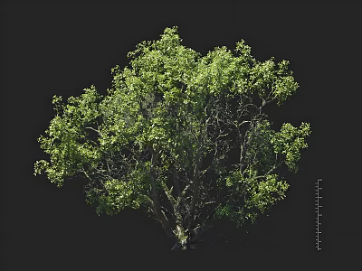 Lush Green Arbor Tree With Dense Foliage And Full Canopy Isolated On Black Background 3d model