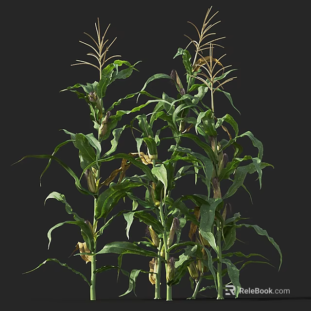 Healthy Corn Plants With Green Leaves And Tall Stems In Natural Growth 3d model 