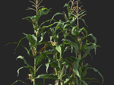 Healthy Corn Plants With Green Leaves And Tall Stems In Natural Growth 3d model