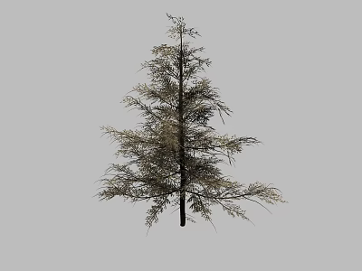 Single Tall Evergreen Arbor With Dense Branches And Lush Green Foliage 3d model