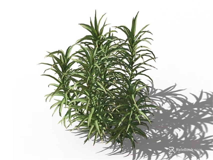 Lush Green Herb Plant with Long Leaves on White Background and Natural Shadow 3d model 