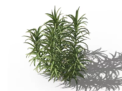 Lush Green Herb Plant with Long Leaves on White Background and Natural Shadow 3d model