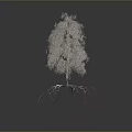 Birch Tree With White Trunk Green Leaves And Exposed Roots On Gray Background