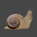 Detailed Snail Close Up With Brown Shell And Extended Antennae On Gray Background