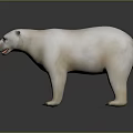 Realistic Polar Bear With White Fur Standing On Reflective Gray Surface 3d model