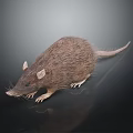 Brown Furry Rat Standing on Dark Reflective Surface With Detailed Whiskers and Tail
