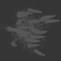 Lush Green Grass Plant With Purple Spiky Plumes And Long Green Leaves On Black Background
