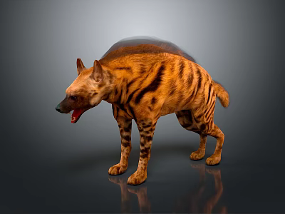 Striped Hyena With Open Mouth Standing On Gray Background With Ground Reflection 3d model