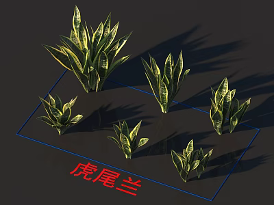 Various Sizes Snake Plant Display For Indoor Green Decor Arrangement Setup 3d model