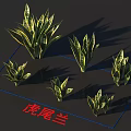 Various Sizes Snake Plant Display For Indoor Green Decor Arrangement Setup