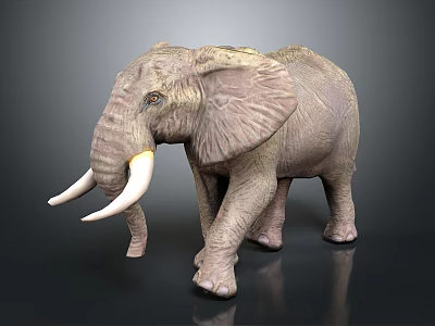 Realistic Elephant Model With Large Ivory Tusks And Textured Skin Standing On Shiny Black Background 3d model