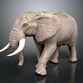 Realistic Elephant Model With Large Ivory Tusks And Textured Skin Standing On Shiny Black Background