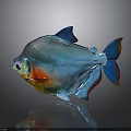 Colorful Tropical Fish with Shiny Iridescent Scales Blue Red Orange Fins on Gray Background Reflection