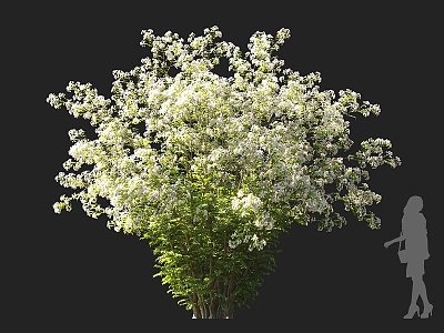 Shrubs Hushi Flowering Shrubs White Flowering Shrubs Ornamental Shrubs Landscape Shrubs Courtyard Shrubs Garden Shrubs Small Trees Flowering Trees 3d model