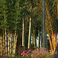 Lush Tall Bamboo Arbor Featuring Green Leaves Yellow Green Stems And Red Pink Flowers