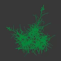 Green Grass Plants With Slender Leaves And Yellow Spikes On Black Background