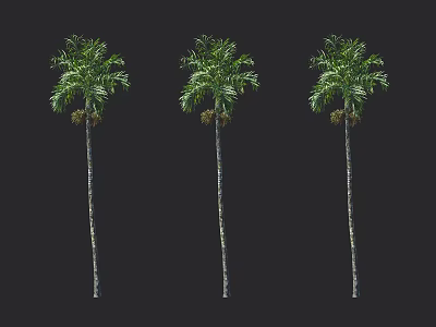 Tall Palm Trees With Lush Green Leaves And Ripe Fruits Isolated On Black Background 3d model
